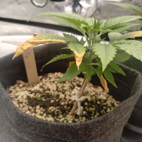 #3 TRÊS | Tropical Cookies growlog timeline photo