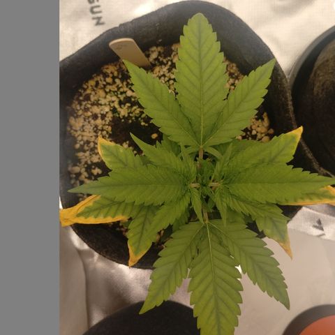 #3 TRÊS | Tropical Cookies growlog timeline photo