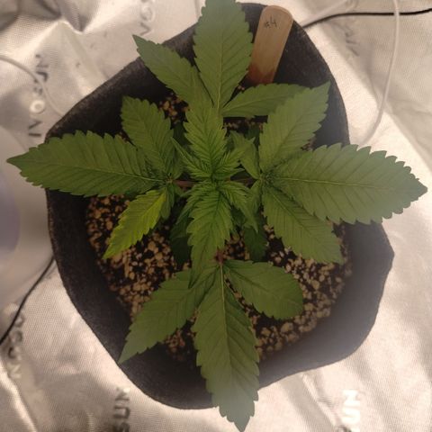 #4 QUATRO | Tropical Cookies growlog timeline photo