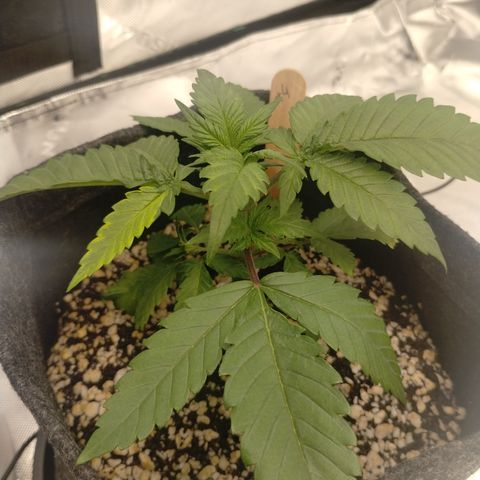 #4 QUATRO | Tropical Cookies growlog timeline photo