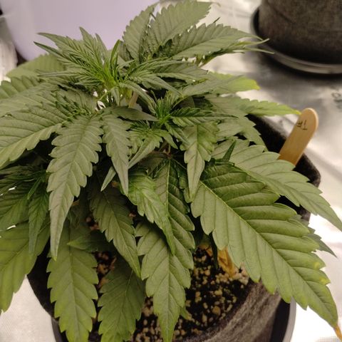 #1 UM | Tropical Cookies growlog timeline photo