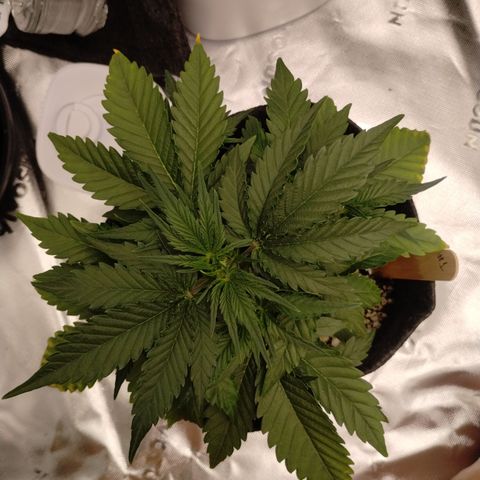 #1 UM | Tropical Cookies growlog timeline photo