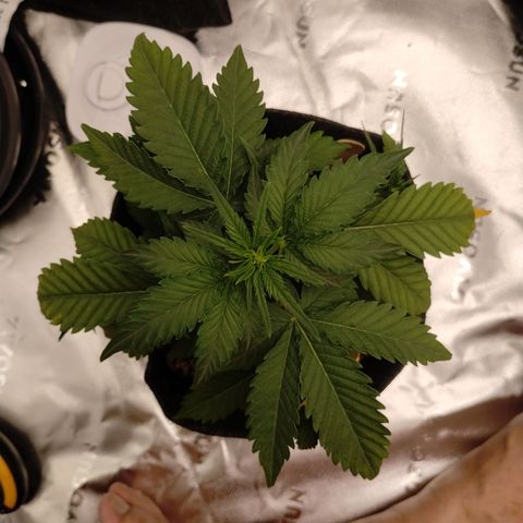 #2 DOIS | Tropical Cookies growlog timeline photo