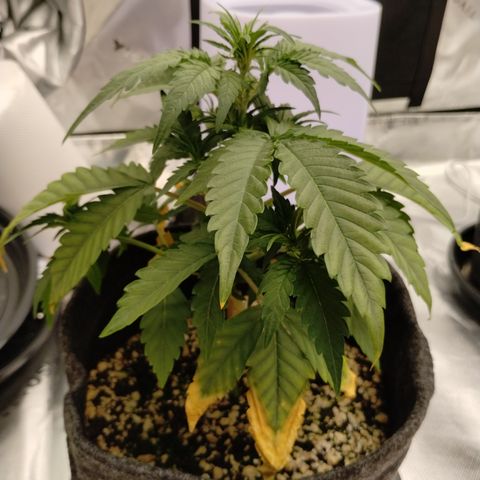 #2 DOIS | Tropical Cookies growlog timeline photo
