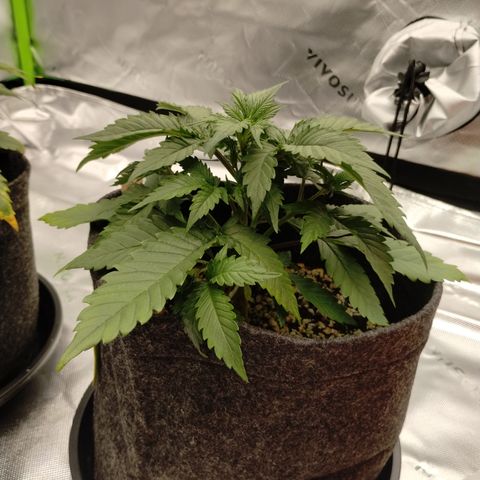 #4 QUATRO | Tropical Cookies growlog timeline photo