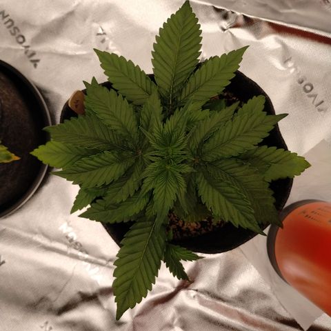 #4 QUATRO | Tropical Cookies growlog timeline photo