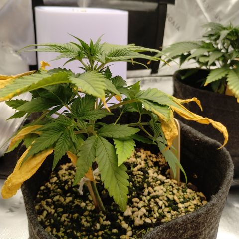 #3 TRÊS | Tropical Cookies growlog timeline photo