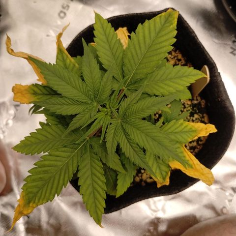 #3 TRÊS | Tropical Cookies growlog timeline photo