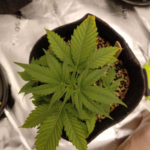 #3 TRÊS | Tropical Cookies growlog photo: Pos-poda: removidas 6 folhas de tamanhos variados. Mantida uma com a ponta mais amarelada