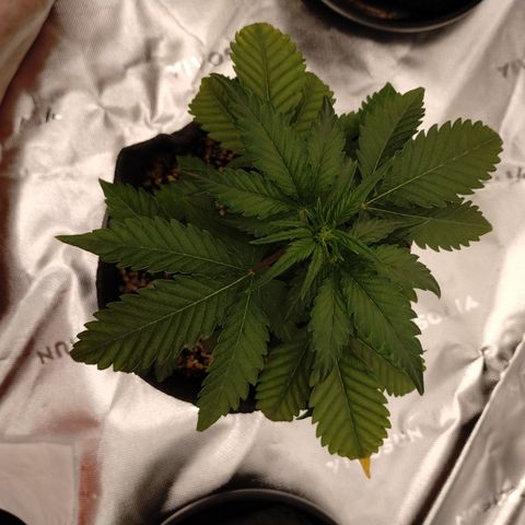 #2 DOIS | Tropical Cookies growlog photo: Pos-poda: removi 5 folhas de tamanhos variados. Mantive 1 folha