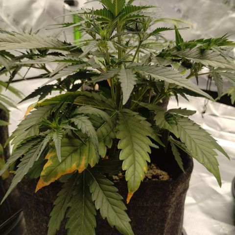 #1 UM | Tropical Cookies growlog timeline photo