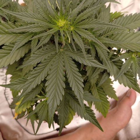 #1 UM | Tropical Cookies growlog timeline photo