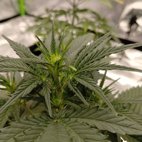 #1 UM | Tropical Cookies growlog timeline photo