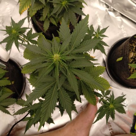 #2 DOIS | Tropical Cookies growlog timeline photo