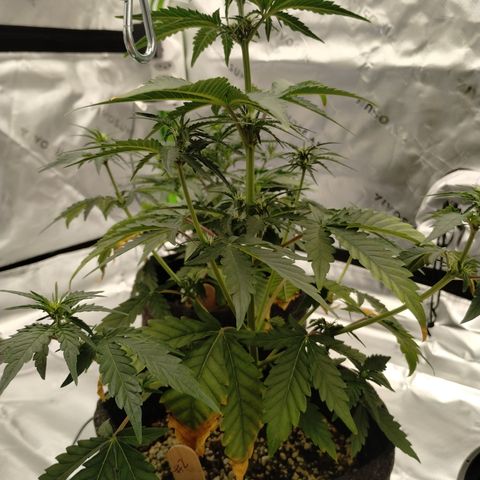 #2 DOIS | Tropical Cookies growlog timeline photo