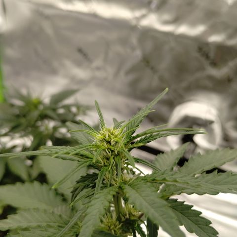 #2 DOIS | Tropical Cookies growlog timeline photo