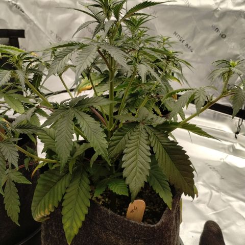 #4 QUATRO | Tropical Cookies growlog timeline photo