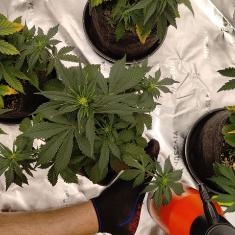 #4 QUATRO | Tropical Cookies growlog timeline photo