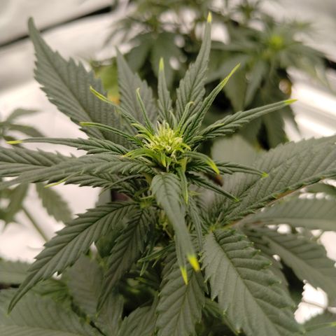 #4 QUATRO | Tropical Cookies growlog timeline photo