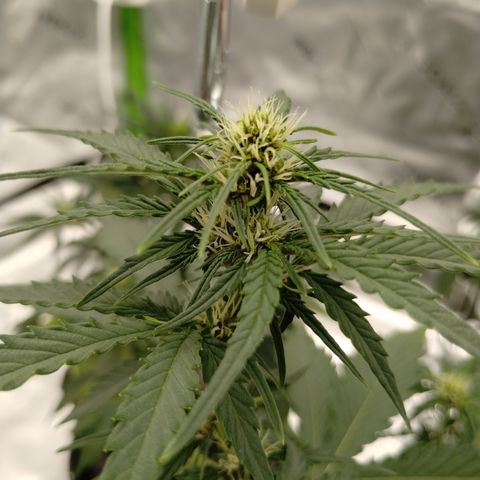 #2 DOIS | Tropical Cookies growlog timeline photo