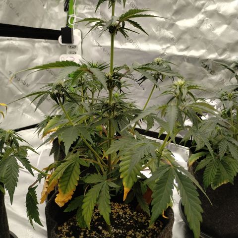 #2 DOIS | Tropical Cookies growlog timeline photo