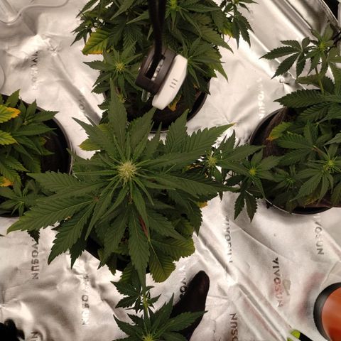 #2 DOIS | Tropical Cookies growlog timeline photo