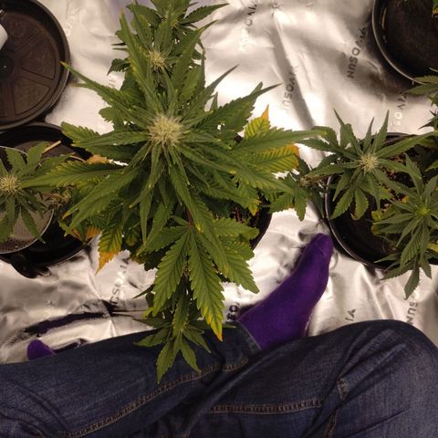 #1 UM | Tropical Cookies growlog timeline photo