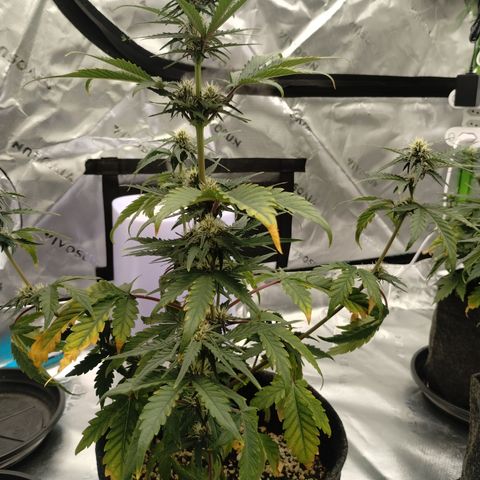 #1 UM | Tropical Cookies growlog timeline photo