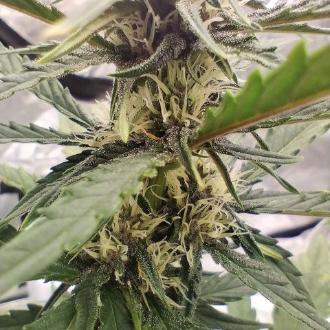 #1 UM | Tropical Cookies growlog timeline photo