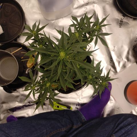 #3 TRÊS | Tropical Cookies growlog timeline photo