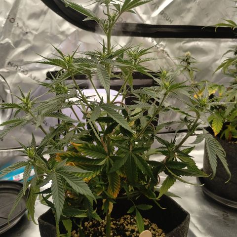 #3 TRÊS | Tropical Cookies growlog timeline photo