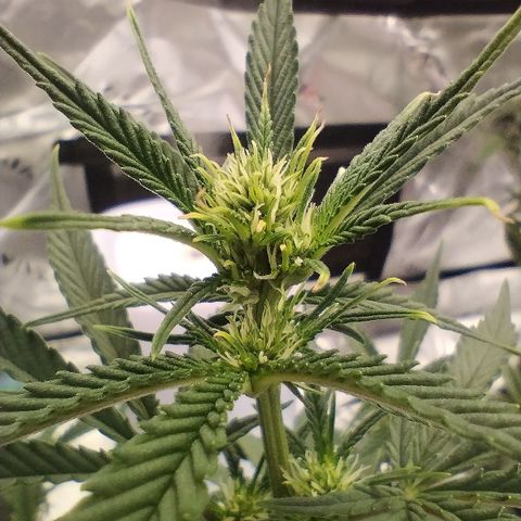 #3 TRÊS | Tropical Cookies growlog timeline photo