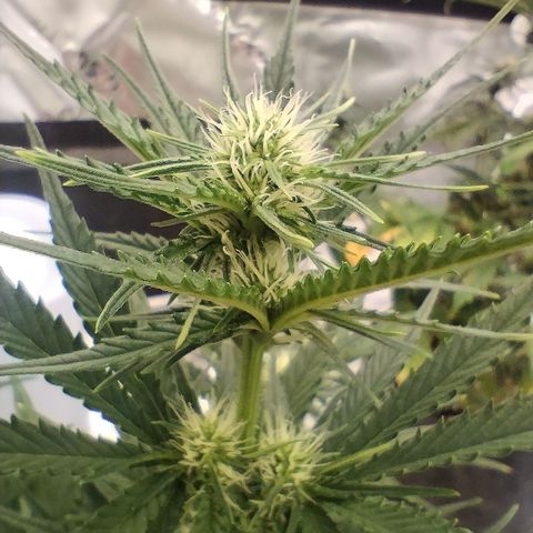 #2 DOIS | Tropical Cookies growlog timeline photo