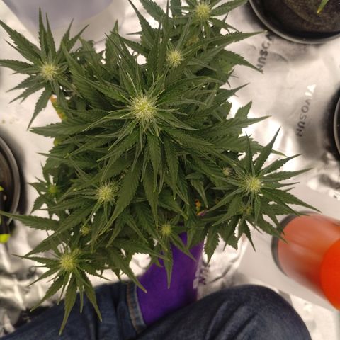 #2 DOIS | Tropical Cookies growlog timeline photo