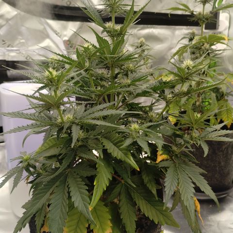 #2 DOIS | Tropical Cookies growlog timeline photo