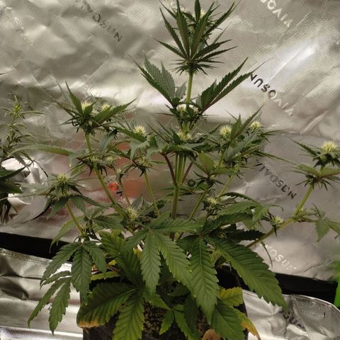 #4 QUATRO | Tropical Cookies growlog timeline photo