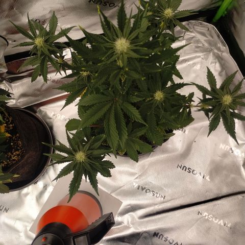 #4 QUATRO | Tropical Cookies growlog timeline photo