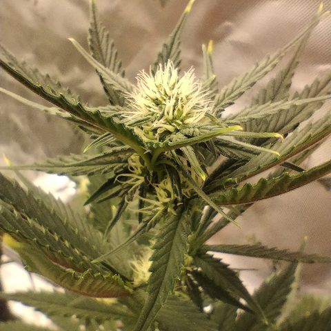 #4 QUATRO | Tropical Cookies growlog timeline photo