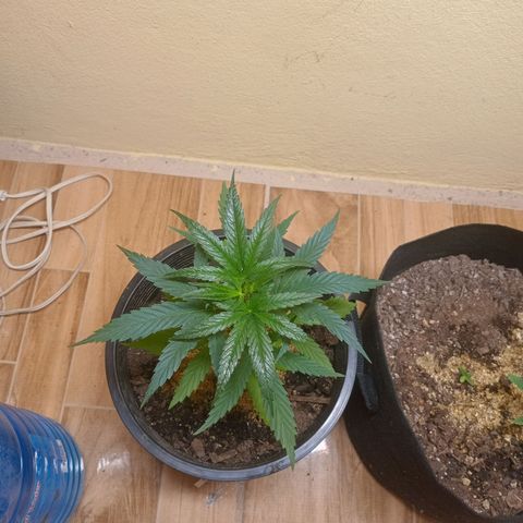 Green Crack growlog timeline photo