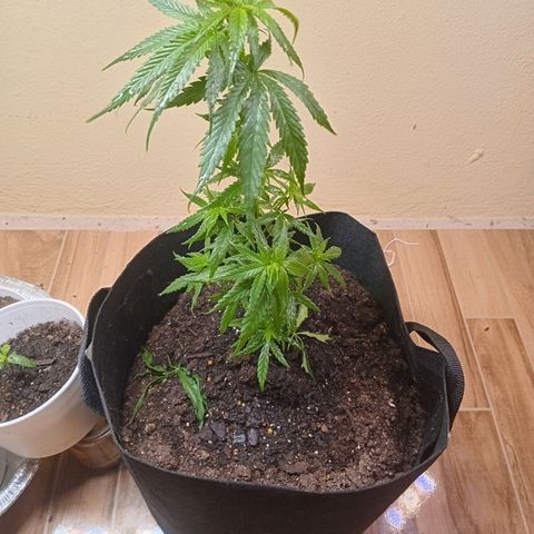 Green Crack growlog timeline photo