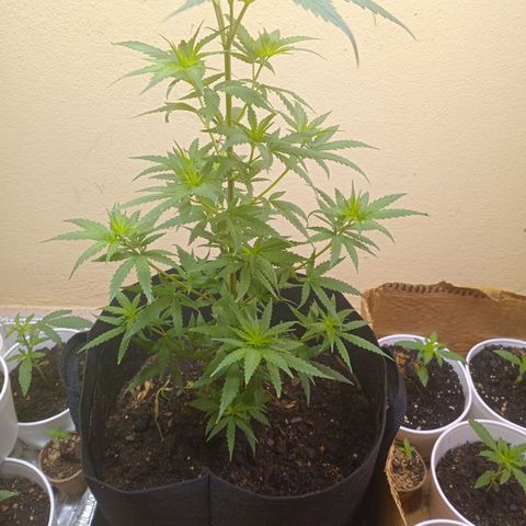 Green Crack growlog timeline photo