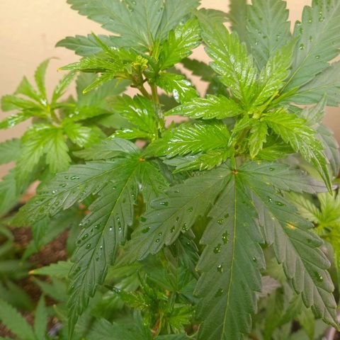 Green Crack growlog timeline photo