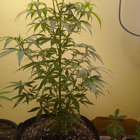 Green Crack growlog timeline photo