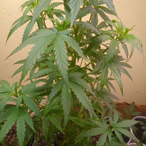Green Crack growlog timeline photo