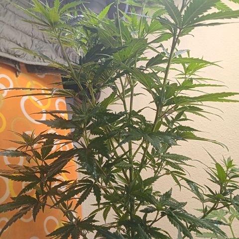 Green Crack growlog timeline photo