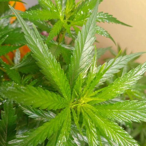 Green Crack growlog timeline photo