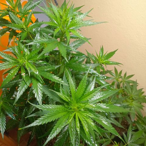 Green Crack growlog timeline photo