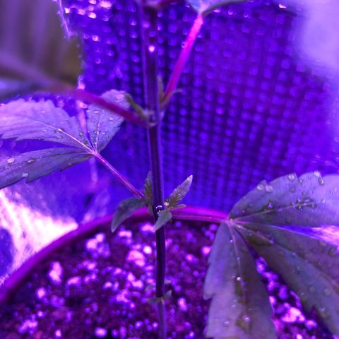 Planta mãe  growlog timeline photo