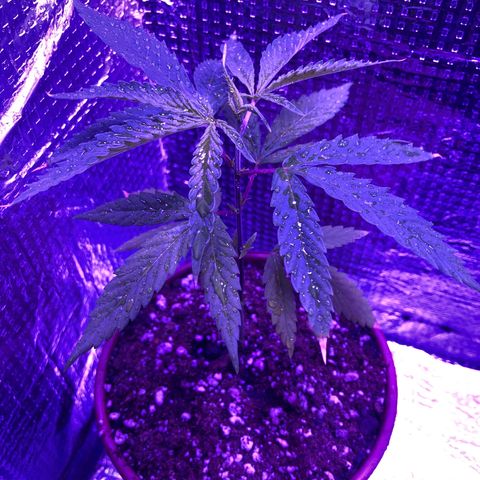 Planta mãe  growlog timeline photo