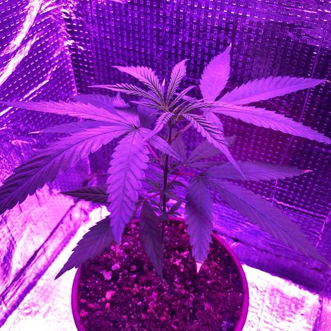 Planta mãe  growlog timeline photo